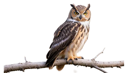 siberian owl,long-eared owl,eared owl,saw-whet owl,eurasia eagle owl,eurasian eagle-owl,eagle owl,glaucidium,owl background,owl,owl art,barn owl,boobook owl,tyto,eastern grass owl,sparrow owl,owl nature,tyto longimembris,southern white faced owl,spotted eagle owl,Illustration,Retro,Retro 02