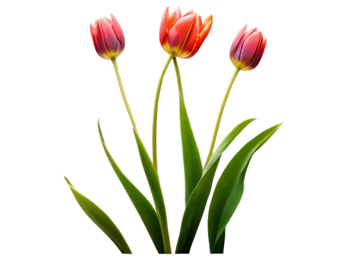 tulip background,tulipa,tulip flowers,two tulips,parrot tulip,wild tulips,flowers png,tulips,wild tulip,tulip blossom,tulip bouquet,orange tulips,trollius download,flower background,tulipe,yellow orange tulip,tulp,tulip,flower wallpaper,pink tulip,Art,Classical Oil Painting,Classical Oil Painting 08