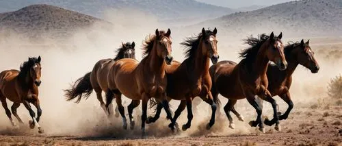 wild horses,wildhorse,horse herd,quarterhorses,wild horse,racehorses,arabian horses,beautiful horses,equines,warhorses,horses,equine,horse running,stampeding,caballos,horse herder,brumbies,horseracing