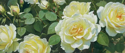 rosa 'paloma blanca,floribunda,tulip white,sun roses,white mexican rose,rosa palustris,rosa zephirine drouhin,rosa moyesii,yellow rose background,flower painting,esperance roses,lady banks' rose,lady banks' rose ,cream rose,noble roses,rosa sericea,blooming roses,rosa foetida,rosa dumalis,rosa omeiensis,Illustration,Black and White,Black and White 02