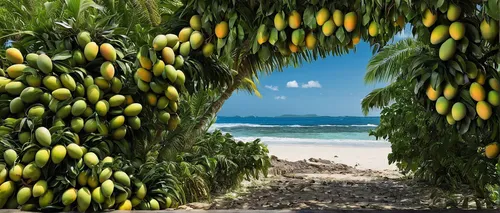 banana trees,ripe bananas,banana plant,saba banana,banana tree,jamaica,bananas,barbados,dolphin bananas,carambola,seychelles,coconut palms,cocos nucifera,coconut trees,banana,tropical beach,brazilian beach,tropical fruits,samoa,tahiti,Photography,Fashion Photography,Fashion Photography 22