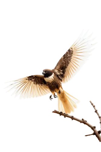 Predatory bird, sharp talons, strong wings, feathers in shades of brown, grey, and white, hooked beak, piercing eyes, perched on branch, spread wings, morning sunlight, 3/4 composition, shallow depth 