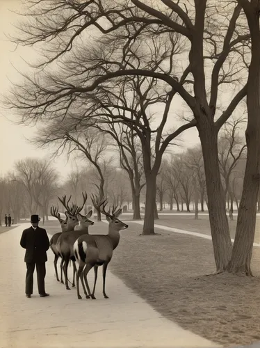 winter deer,deer park,sleigh ride,pere davids deer,sleigh with reindeer,deers,riverside park,antelopes,druid hill park,vintage christmas,vintage christmas card,central park,lafayette park,highland oaks,santa claus with reindeer,chestnut avenue,cross-country skiing,winter animals,christmas deer,buffalo plaid antlers,Photography,Black and white photography,Black and White Photography 03