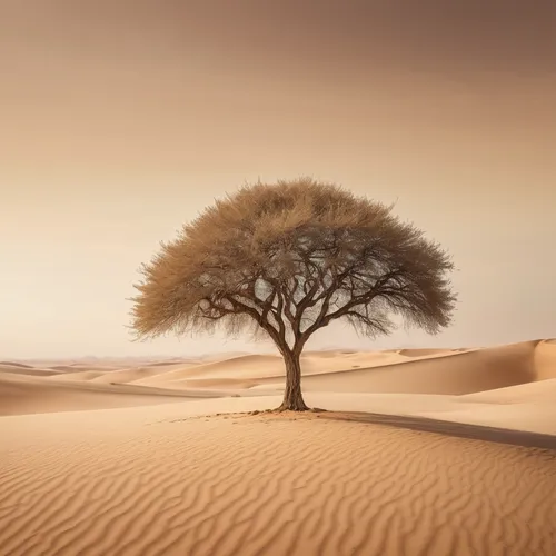 Minimalist landscape art with a single tree in a vast desert. Sandy beige tones and the illusion of infinite space. high resolution,isolated tree,argan tree,argan trees,desert desert landscape,lone tr