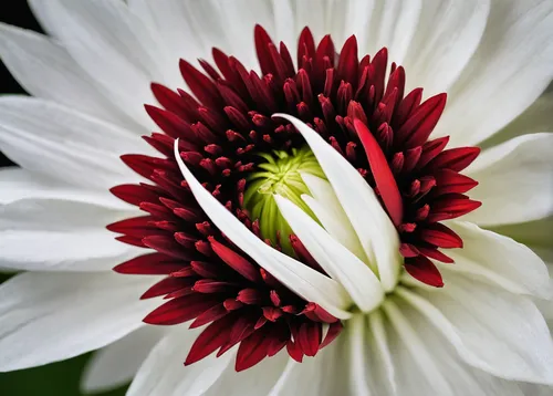 shallow focus photography of white and red flower,white chrysanthemum,the white chrysanthemum,echinacea purpurea 'white swan,flannel flower,red chrysanthemum,osteospermum,gerbera flower,white dahlia,r