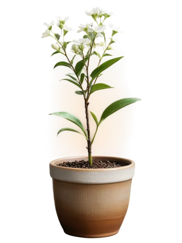 androsace rattling pot,potted plant,stevia rebaudiana,monocotyledon,container plant,stevia,potted tree,potted palm,plant pot,lemon myrtle,cherry laurel,adenium,scaphosepalum,pot plant,growing mandarin tree,alternanthera,veratrum,lily of the desert,garden pot,hojicha,Conceptual Art,Oil color,Oil Color 10