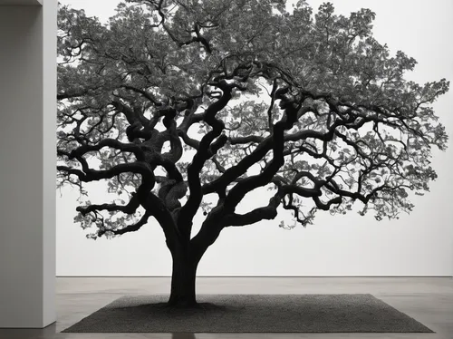 oak tree,californian white oak,bodhi tree,rosewood tree,tree thoughtless,ornamental tree,tree of life,the japanese tree,black oak,silver oak,flourishing tree,cardstock tree,vinegar tree,the branches of the tree,a tree,oregon white oak,isolated tree,deciduous tree,elm tree,olive tree,Conceptual Art,Graffiti Art,Graffiti Art 11