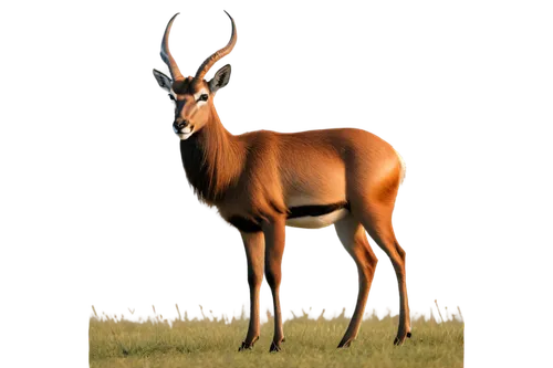 hartebeest,venado,lechwe,nilgai,steenbok,odocoileus,red-necked buck,sitatunga,blesbok,bushbuck,babiker,kudus,male deer,dik,springbok,duiker,huemul,saola,moschus,kudu,Illustration,Vector,Vector 20