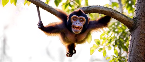 orang utan,white-fronted capuchin,uakari,langur,siamang,gibbon,cercopithecus neglectus,common chimpanzee,primate,crab-eating macaque,gibbon 5,long tailed macaque,white-headed capuchin,squirrel monkey,orangutan,chimpanzee,ring-tailed,barbary monkey,colobus,primates,Conceptual Art,Fantasy,Fantasy 10