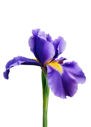 flowers png,purple flower,flower purple,purple tulip,african lily,blu flower,tulipan violet,blue flower,lavender flower,purple irises,dwarf iris,the lavender flower,violet flowers,violet colour,purple parrot tulip,flower background,purple,violet tulip,flower wallpaper,irises,Illustration,Children,Children 03