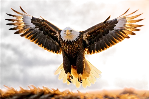 eagle,of prey eagle,steppe eagle,american bald eagle,bald eagle,fish eagle,mongolian eagle,eagle illustration,african eagle,eagle drawing,red tailed kite,african fishing eagle,red kite,white-tailed eagle,flying hawk,white tailed eagle,african fish eagle,eagle vector,marsh harrier,sea eagle,Photography,Artistic Photography,Artistic Photography 15