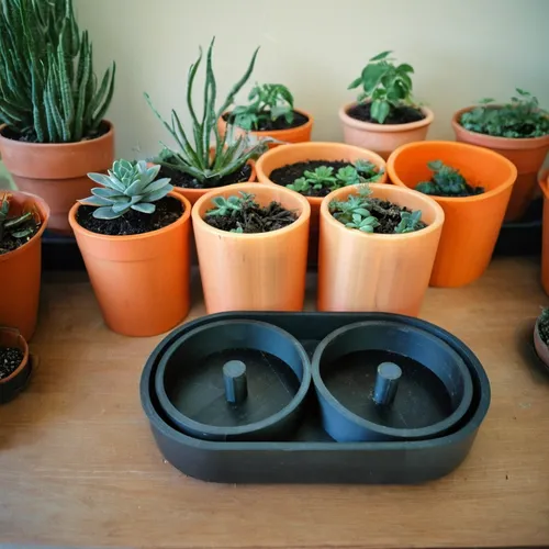 Three plants, each plant in its own orange pot. The pots are placed in the middle of the black tray and the plants seem to grow well. The pots are placed in the middle of the tray and the plants seem 