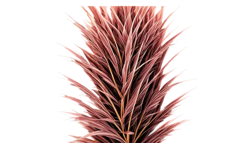 pennisetum,billbergia pyramidalis,feather bristle grass,gymea lily,phragmites australis,pennisetum alopecuroides,cherry sparkler fountain grass,wine palm,fishtail palm,billbergia nutans,sweet grass plant,purple fountain grass,ornamental grass,pink quill,casuarina,sabal palmetto,fouquieria splendens,sorghum,elymus repens,blood amaranth,Photography,Fashion Photography,Fashion Photography 10