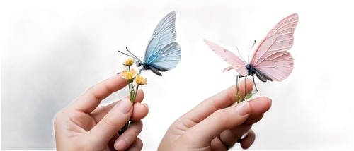 butterfly background,butterfly clip art,blue butterfly background,fairies,fairies aloft,butterflies,pink butterfly,hand digital painting,butterfly wings,transparent background,sylphs,butterfly,fluttery,papillons,faery,fluttered,gentleness,flutter,photo manipulation,colibri,Conceptual Art,Fantasy,Fantasy 33