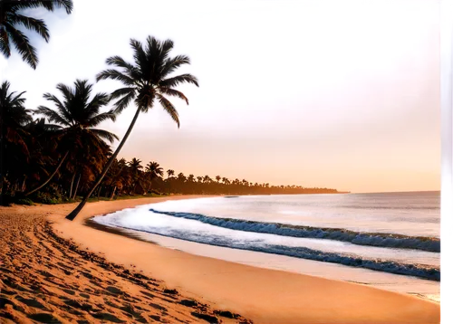 coconut trees,dream beach,bathsheba,tangalle,coconut palms,beach scenery,beautiful beaches,beach landscape,tropical beach,paradises,luquillo,varkala,sunrise beach,goa,brazilian beach,beautiful beach,surathkal,anare,coconut tree,paradise beach,Conceptual Art,Graffiti Art,Graffiti Art 11