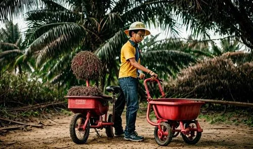 create anime style
,paddy harvest,palmoil,laborer,straw cart,handcart,pushcarts,trishaw,rspo,agribusinessman,hand cart,wheelbarrows,ladang,pushcart,canemaker,tansil,straw carts,farmboy,bale cart,petan