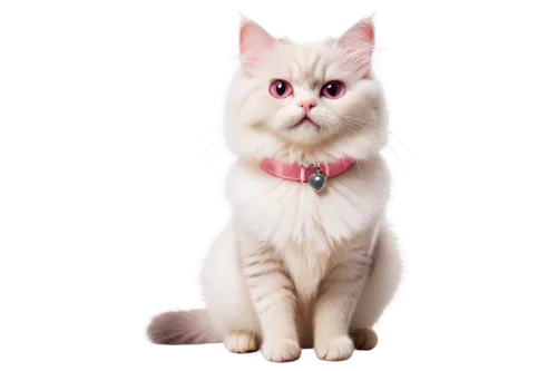 turkish angora,pink cat,british longhair cat,turkish van,japanese bobtail,cats angora,kurilian bobtail,domestic long-haired cat,pet vitamins & supplements,breed cat,american bobtail,white cat,cat vector,birman,cat image,british semi-longhair,american curl,cute cat,the pink panter,ragdoll,Photography,Documentary Photography,Documentary Photography 23