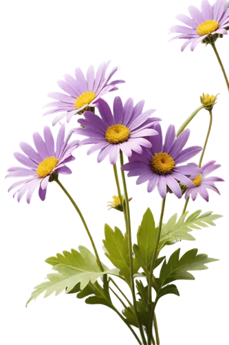 flowers png,senetti,china aster,osteospermum,barberton daisies,european michaelmas daisy,aromatic aster,violet chrysanthemum,purple chrysanthemum,wood daisy background,purple daisy,tatarian aster,new york aster,african daisy,asters,aster tongolensis,perennial asters,aster,winter aster,smooth aster,Unique,Design,Blueprint