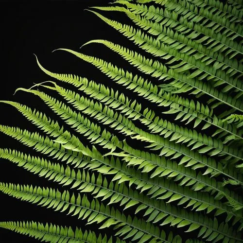 a beautiful red flower with lots of dew,fern leaf,fern plant,pteris,ferns,leaf fern,fern fronds