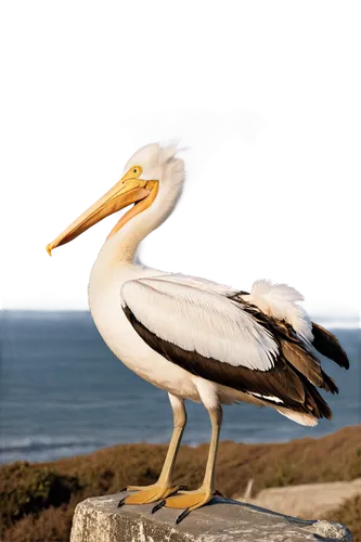 eastern white pelican,great white pelican,pelican,dalmatian pelican,pelicans,brown pelican,coastal bird,egret,pacific heron,gwe,stork,egretta novaehollandiae,egretta,cape gannet,great white pelicans,white stork,white storks,pelecanus,kelp gull,gannet,Art,Artistic Painting,Artistic Painting 01