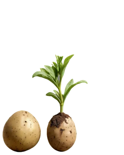 mandora,new potatoes,solanum tuberosum,potato field,bishvat,garden cress,lemon background,potatoes,free background,foodplants,rosemary potatoes,potatos,tuberosum,pear cognition,seedlings,potato character,oleifera,rhizobium,yellow ball plant,rustic potato,Illustration,Retro,Retro 15