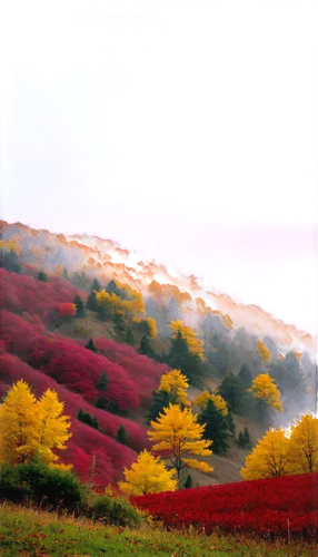 autumn background,landscape red,autumn mountains,autumn scenery,autumn in japan,autumn color,autumn landscape,fall landscape,red tree,red earth,colors of autumn,autumn colors,acers,japan landscape,hillside,rize,blooming field,landscape background,tea field,color fields,Conceptual Art,Fantasy,Fantasy 07