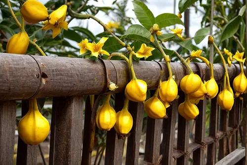 yellow peppers,yellow pepper,star fruit,starfruit plant,yellow fruit,yellow ball plant,yellow plums,yellow plum,carambola,cannonball tree,ornamental gourds,starfruit,wild yellow plum,bell peppers,lemo