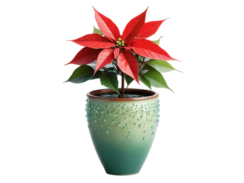 natal lily,terracotta flower pot,christmas orchid,xmas plant,poinsettia,christmas flower,potted plant,flower pot,flowerpot,flower pot holder,wooden flower pot,plant pot,androsace rattling pot,hippeastrum,flower of christmas,poinsettia flower,flower vase,garden pot,mixed cup plant,container plant,Illustration,Abstract Fantasy,Abstract Fantasy 13