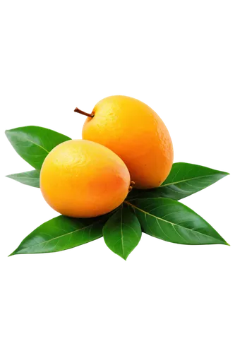 valencia orange,kumquats,calamondin,kumquat,mandarins,mango,mandarin oranges,asian green oranges,loquat,tangerines,satsuma,tangerine fruits,apricots,navel orange,orange fruit,apricot kernel,apricot,growing mandarin tree,wild yellow plum,mandarin,Illustration,Vector,Vector 10