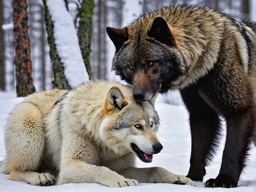 wolf couple,two wolves,wolves,european wolf,wolf hunting,saarloos wolfdog,canis lupus,wolfdog,canidae,gray wolf,winter animals,greenland dog,huskies,wolf pack,northern inuit dog,werewolves,canis lupus tundrarum,wild animals,carnivores,red wolf,Art,Classical Oil Painting,Classical Oil Painting 26