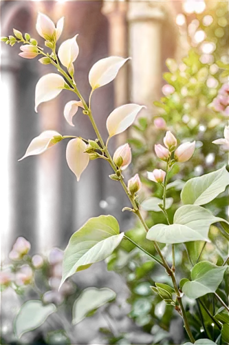 Delicate petals, pastel colors, soft focus, gentle blur, intricate details, ornate center, tender stems, lush green leaves, subtle shine, 4K resolution, panoramic view, cinematic composition, warm lig