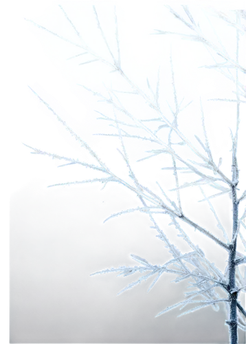 ice rain,ice crystal,hoarfrost,snowflake background,dendritic,frostiness,dendrite,dendrites,blue snowflake,winter background,frost,frosted glass,crystalized,ice crystals,crystalline,frozen ice,crystalize,crystallization,winterization,frostings,Illustration,Realistic Fantasy,Realistic Fantasy 11