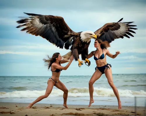 birds of prey,giant sea eagle,seabirds,bald eagles,bird bird-of-prey,sea birds,sea eagle,birds of the sea,wild birds,mamaia,falconry,sea head eagle,sea hawk,flying sea gulls,birds of prey-night,bird o