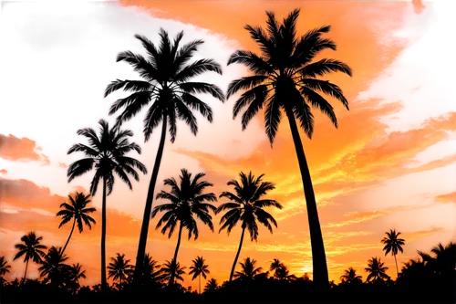 palms,palm forest,palmtrees,coconut palms,coconut trees,palm tree,palm trees,palm tree vector,two palms,palm tree silhouette,palmtree,palm pasture,palm silhouettes,palm branches,palm,royal palms,coconut tree,palm leaves,coconut palm tree,tropic,Illustration,Realistic Fantasy,Realistic Fantasy 39