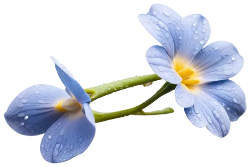 blue petals,blue flower,blue flowers,blu flower,flowers png,blue daisies,stamens,blue butterfly background,dayflower,flower background,blue thunbergia,flower of water-lily,flower wallpaper,butterwort,chionodes,siberian squill,water flowers,water flower,commelina,arabidopsis,Illustration,Realistic Fantasy,Realistic Fantasy 44