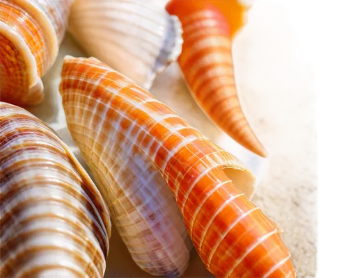 marine gastropods,gastropods,mollusks,micromollusks,shells,micromolluscs,molluscs,sea shell,shellfish,seashells,micromollusc,mollusc,clamshells,molluscan,in shells,sea shells,sea snail,seashell,snail shells,watercolor seashells,Photography,Black and white photography,Black and White Photography 05