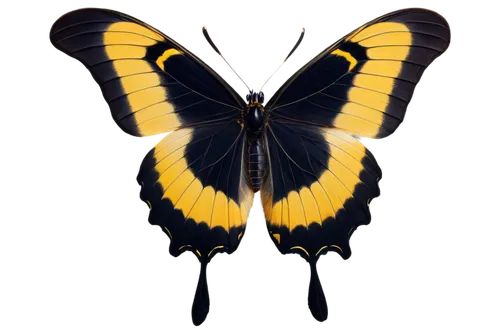 butterfly vector,palamedes swallowtail,western tiger swallowtail,hybrid black swallowtail butterfly,giant swallowtail,eastern tiger swallowtail,eastern black swallowtail,papilio,swallowtail butterfly,swallowtail,pipevine swallowtail,butterfly clip art,hesperia (butterfly),black swallowtail,papilio machaon,euphydryas,papilio rumanzovia,lepidoptera,butterfly moth,zebra swallowtail,Art,Artistic Painting,Artistic Painting 39