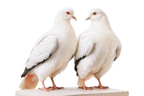 white pigeons,short-billed corella,bird couple,two pigeons,domestic pigeons,doves of peace,pair of pigeons,doves,white pigeon,parrot couple,love bird,pigeons without a background,lovebird,i love birds,love birds,pigeons and doves,doves and pigeons,zebra finches,a couple of pigeons,little corella,Illustration,Retro,Retro 07