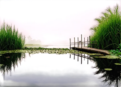 pond,wetland,wetlands,marshes,reedbeds,waterscape,reedbed,virtual landscape,marshlands,backwater,swamps,backwaters,lily pond,marshland,reeds,swampy landscape,waterbody,water scape,fishpond,polders,Art,Classical Oil Painting,Classical Oil Painting 03