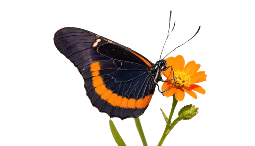 scotch argus,butterfly vector,euphydryas,coenonympha tullia,butterfly on a flower,coenonympha,orange butterfly,pipevine swallowtail,viceroy (butterfly),white admiral or red spotted purple,butterfly background,butterfly isolated,brush-footed butterfly,hesperia (butterfly),lycaena phlaeas,butterfly clip art,melitaea,vanessa atalanta,northern brown argus,polygonia,Conceptual Art,Oil color,Oil Color 17