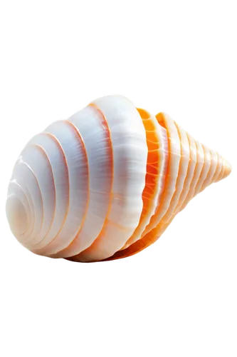 sea shell,spiny sea shell,garden cone snail,sea snail,snail shell,banded snail,seashell,marine gastropods,shell,clam shell,beach shell,gastropod,blue sea shell pattern,nut snail,cone,whelk,harris shell,mollusk,gastropods,sfogliatelle,Photography,Artistic Photography,Artistic Photography 02