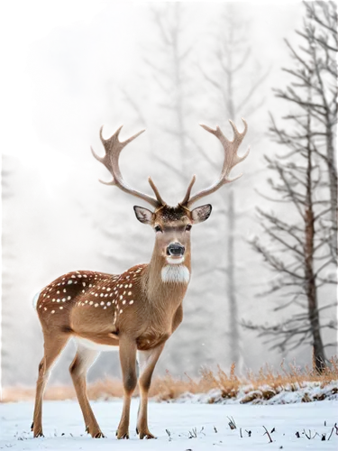 winter deer,red-necked buck,whitetail,male deer,deers,european deer,antlered,whitetails,whitetail buck,dotted deer,pere davids male deer,white-tailed deer,deer,christmas deer,deer illustration,deery,spotted deer,fallow deer,red deer,pere davids deer,Art,Artistic Painting,Artistic Painting 07