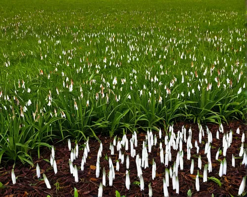 Compose a peaceful meditation scene surrounded by a field of Indian Pipe.,snowdrops,galanthus,white tulips,crocuses,lily of the field,snow crocus,tulip white,crocuss,tulip field,snowdrop,tulpenbüten,j