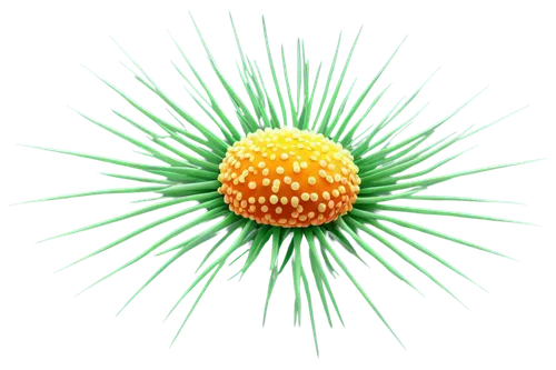 dandelion parachute ball,cyperus,dandelion background,flavivirus,pappus,marmosa,liposomes,koosh,coronavirus,nanoparticle,nucleocapsid,dandelion flower,reovirus,citronella,adenovirus,nanoparticles,mimivirus,liposome,polyomavirus,rhinovirus,Photography,Artistic Photography,Artistic Photography 02