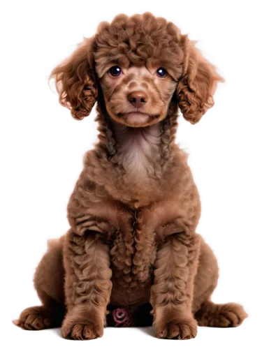 shih poo,cute puppy,labradoodle,dogue de bordeaux,cavalier king charles spaniel,cocker spaniel,chihuahua poodle mix,dog illustration,puppy,3d teddy,schnoodle,shih tzu,teddy bear,puppy pet,brown dog,poodle,parvo,light fur,dog angel,puppyhood,Art,Classical Oil Painting,Classical Oil Painting 04