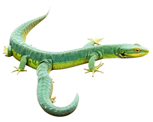 emerald lizard,basilisks,phelsuma,basiliscus,green lizard,lagarto,salamander,patrol,maguana,eastern water dragon,micrurus,basilisk,restoration,tiktaalik,chameleonlike,iguanidae,compsognathus,agamid,draconic,chamaeleon,Photography,Documentary Photography,Documentary Photography 37