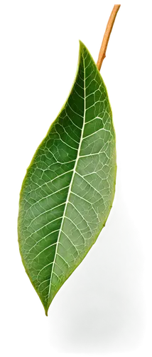 magnolia leaf,fig leaf,coconut leaf,mammoth leaf,mape leaf,tropical leaf,custody leaf,fan leaf,leaf,walnut leaf,ginkgo leaf,leaf structure,tree leaf,acorn leaf,jungle leaf,foliage leaf,chestnut leaf,bo leaf,beech leaf,leaf background,Art,Artistic Painting,Artistic Painting 30