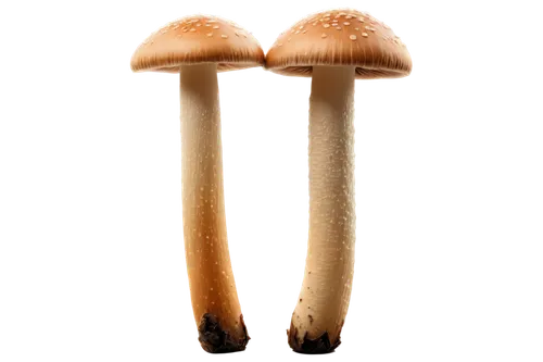 conocybe,gymnopilus,pholiota,coprinus micaceus,marasmius,coprinus,psilocybe,psilocybin,tylopilus,mycena,cubensis,mushrooms,clitocybe,basidiomycota,inocybe,forest mushrooms,agarics,coprinellus,basidiomycete,basidiomycetes,Art,Artistic Painting,Artistic Painting 48