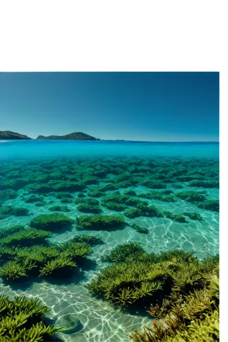 great barrier reef,morays,coral reefs,whitsundays,underwater landscape,seagrass,coral reef,underwater background,long reef,ocean underwater,emerald sea,posidonia,whitsunday,noumea,tropical sea,lakshadweep,kei islands,islets,roques,fiji,Illustration,Realistic Fantasy,Realistic Fantasy 08