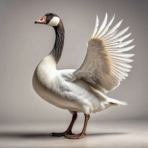 gooseander,galliformes,brahminy duck,ornamental duck,tula fighting goose,platycercus,nile goose,cayuga duck,grey neck king crane,pelecanus onocrotalus,fujian white crane,platycercus elegans,canadian goose,easter goose,australian shelduck,a pair of geese,snow goose,greylag goose,gallinacé,avian,Photography,General,Realistic